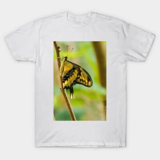 12418 butterfly T-Shirt